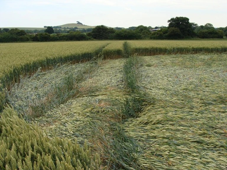 A color photograph taken from the perspective of standing in a yellow-green field of wheat of half of a crop circle ellipse that circles from the mid top right of the frame to the bottom right. Details of the flattened and upright wheat stalks are distinct. The edge of the crop circle is a darker green line of upright wheat. Some of the stalks within the crop circle are fluffed up in a few areas in two lines in the center, receding towards the treeline in the background. Behind the treeline is a small green hill and pale blue sky at the top of the frame.