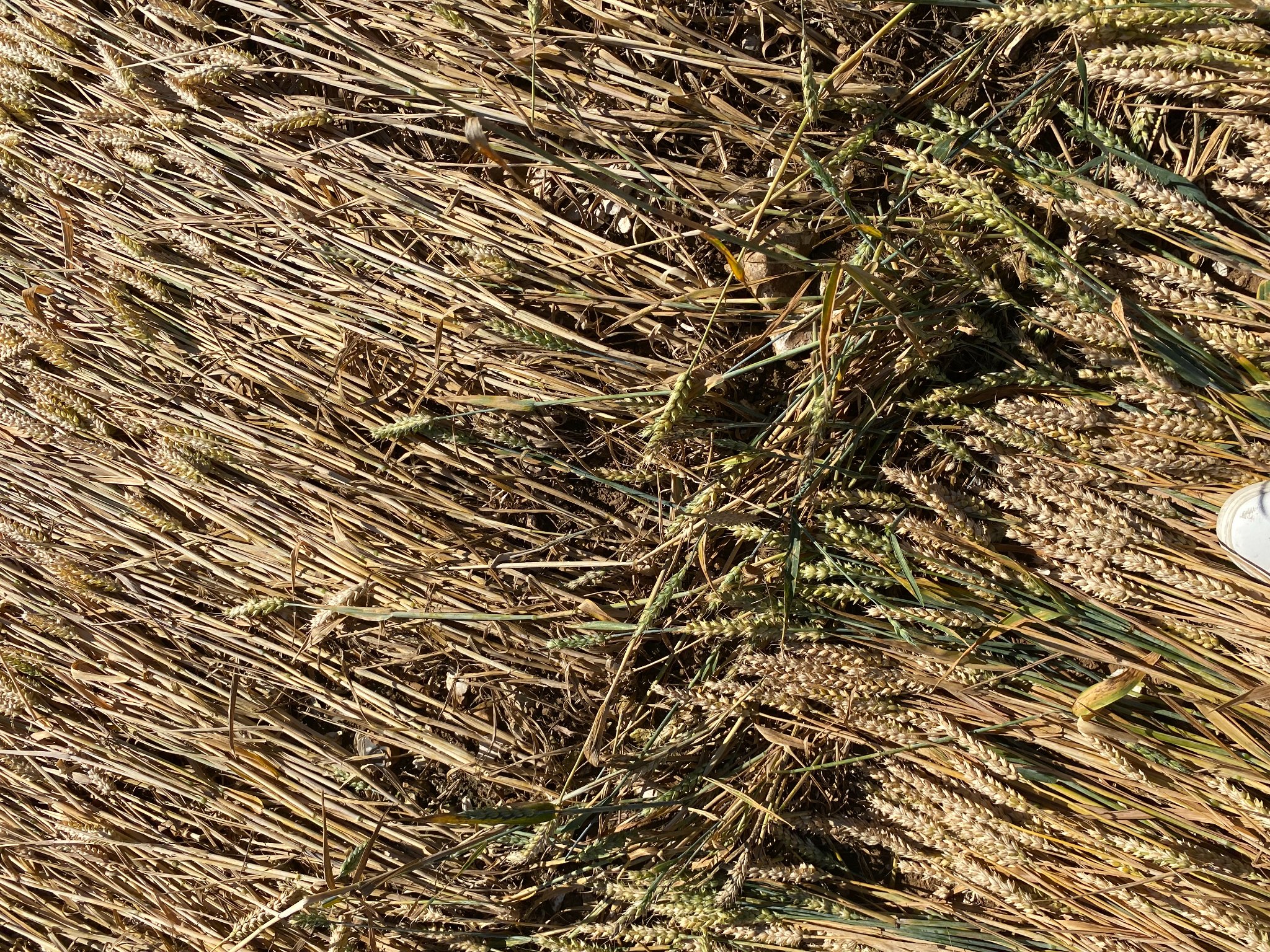 A color aerial view photograph of an up close view of flattened yellow brown wheat stalks all flattened in the same direction diagonally towards the top right of the frame. A diagonal ridge of shadow created by upright wheat stalks cuts from the top right to the bottom center of the frame. Details of each individual stalk and seeded tops are sharp.