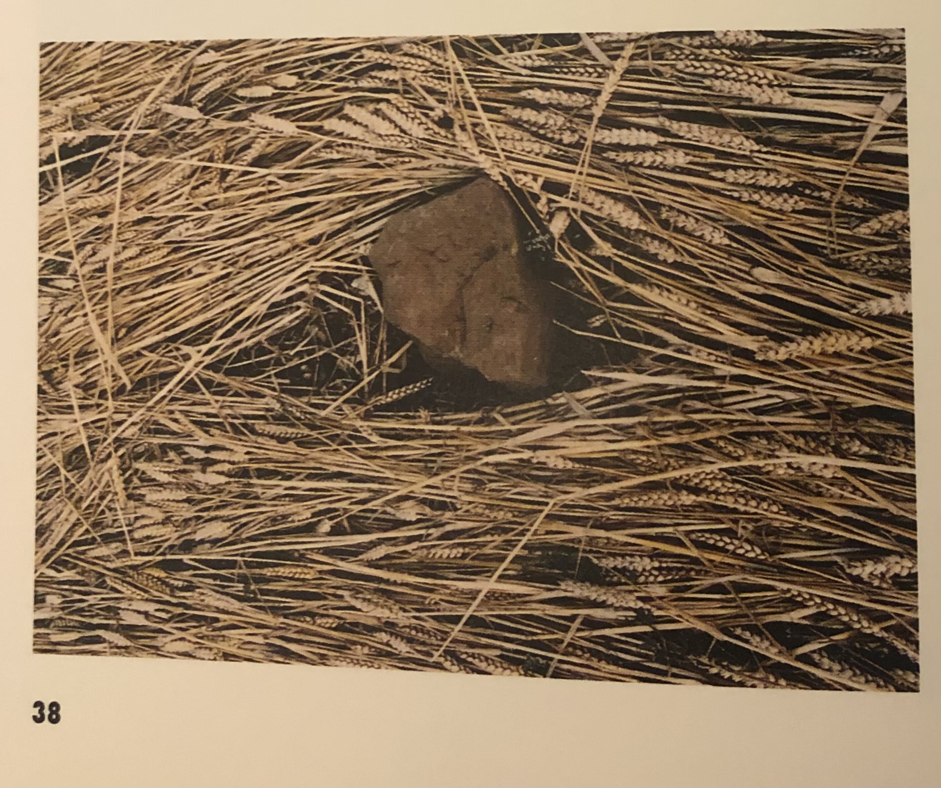 A color photograph labeled '38' depicts an up close aerial view of flattened wheat stalks arranged horizontally, curving around a stone as if the wheat was water in a river moving around the stone.