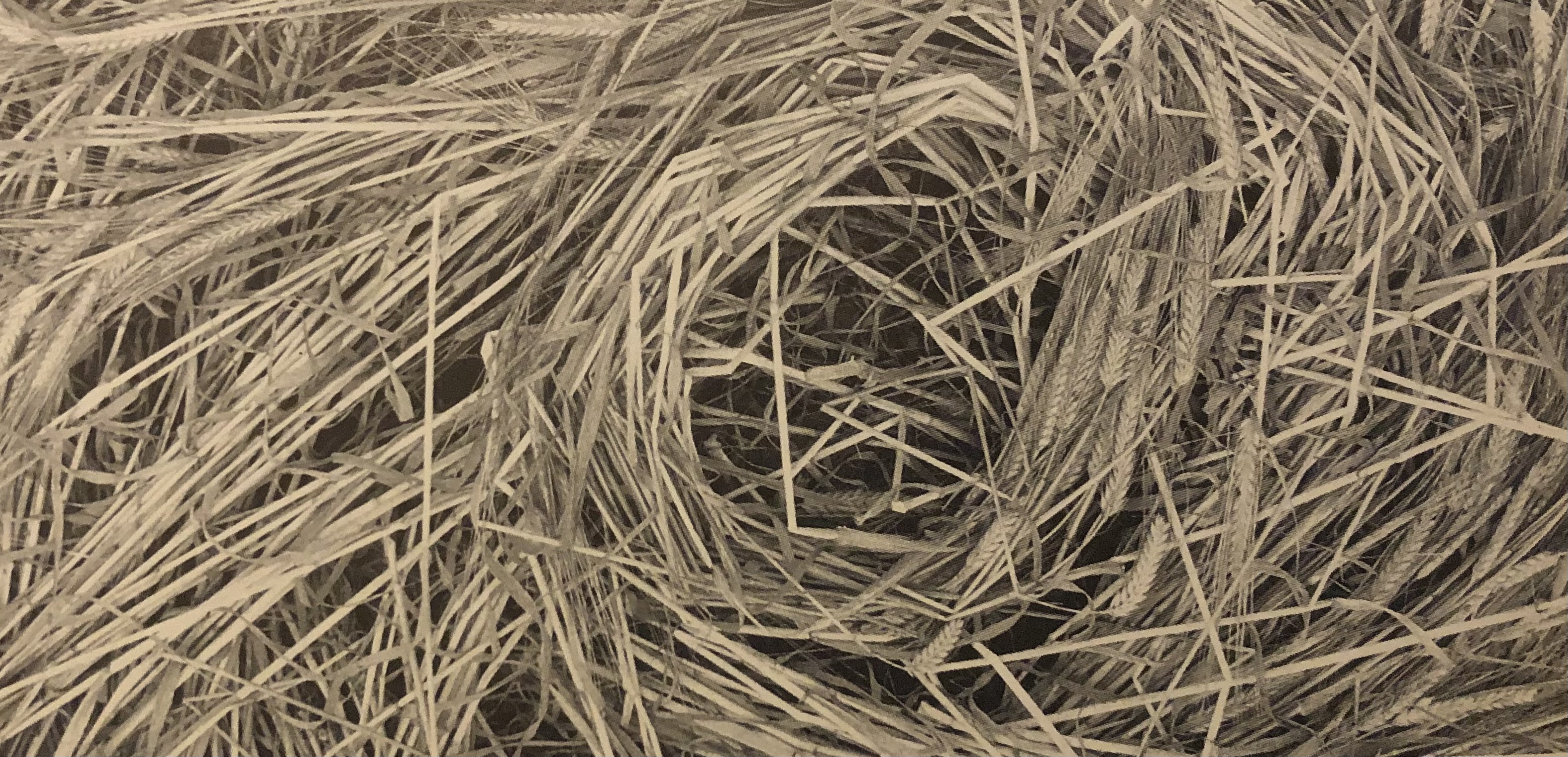 A sepia photograph depicting an up close aerial shot of a nest like hole in the center of flattened wheat stalks.