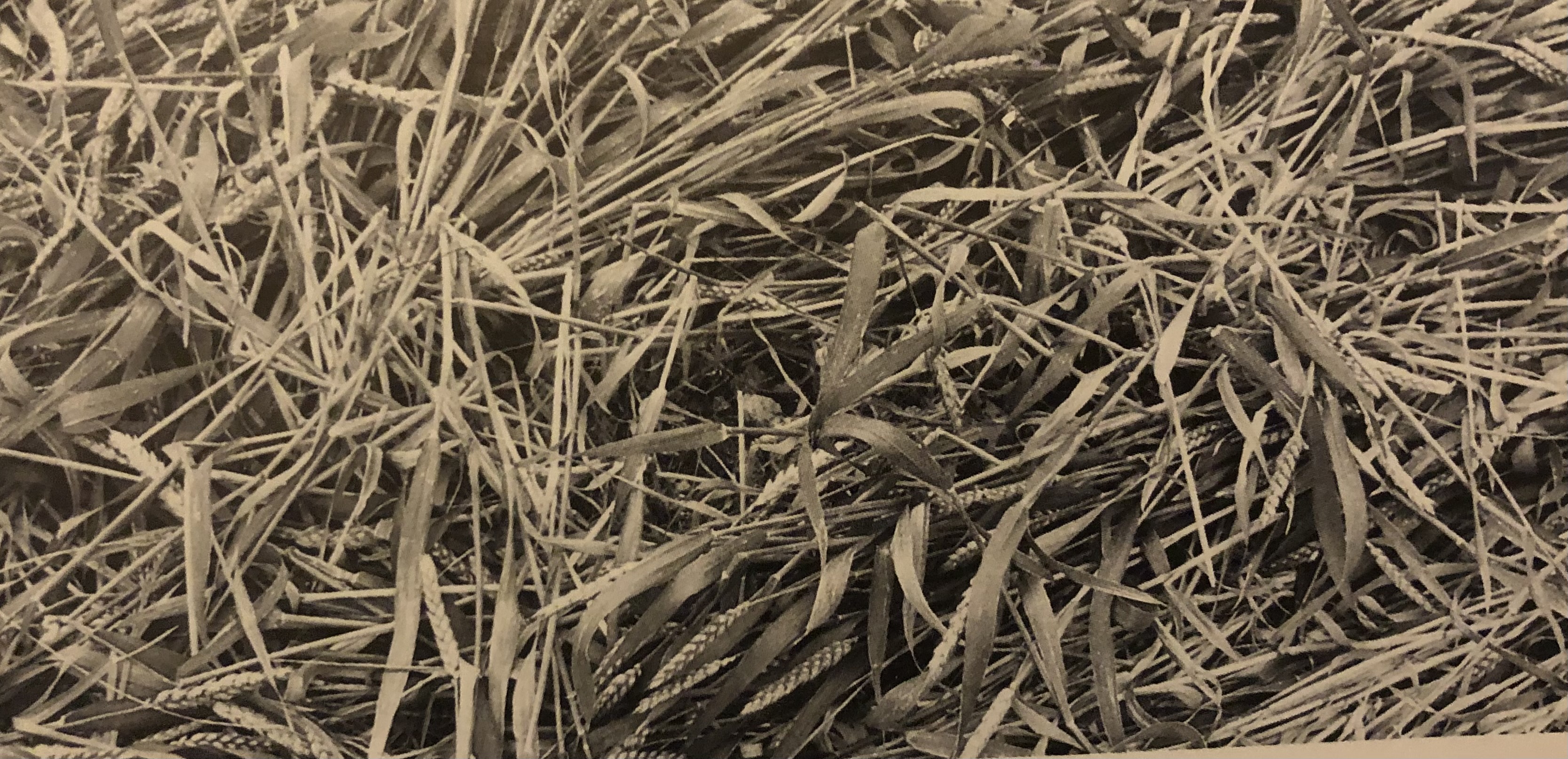 A sepia photograph depicting an up close aerial shot disturbed swirling flattened wheat stalks.